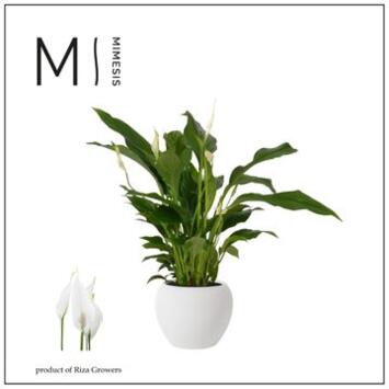 image SPATHIPHYLLUM STRAUSS CERAM