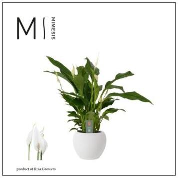 image SPATHIPHYLLUM STRAUSS CERAM