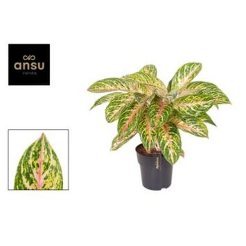 image AGLAONEMA COCOMELON