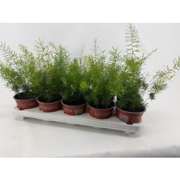 image ASPARAGUS SPRENGERI
