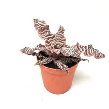 image CRYPTANTHUS ZONATUS