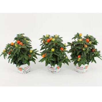 image SOLANUM THORINO