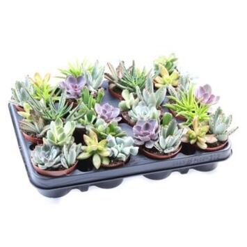 image SUCCULENTE X3 VARIEE