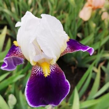 image IRIS GERMANICA WABASH