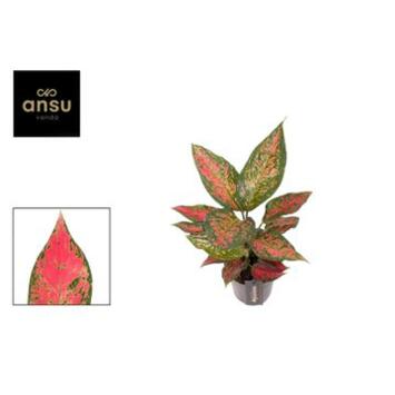 image AGLAONEMA