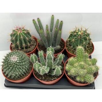 image CACTUS VARIE