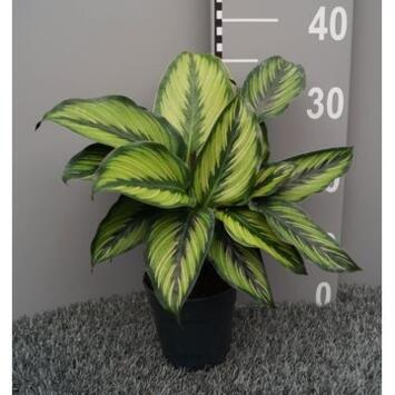 image CALATHEA