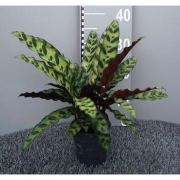 image CALATHEA LANCIFOLIA