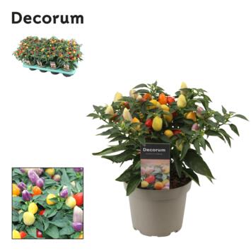 image CAPSICUM DAYLIGHT