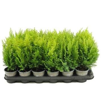 image CHAMAECYPARIS ELLWOOD S EMPIRE