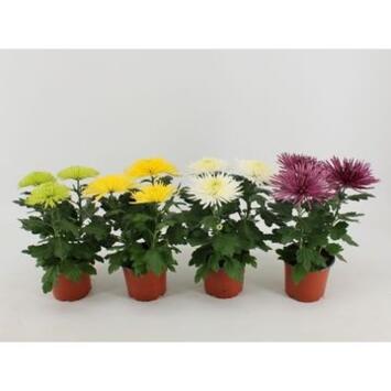 image DENDRANTHEMA 3PP ANASTASIA VARIE