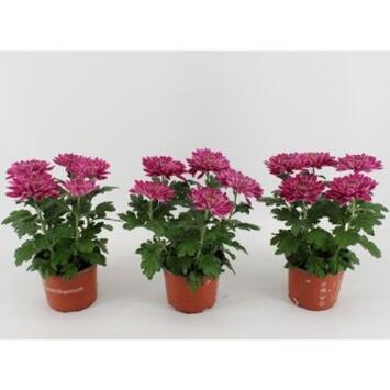 image DENDRANTHEMA 5PP DESNA ROSE