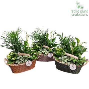 image COMPO 5 PLANTES ZINC
