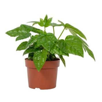 image ARALIA JAPONICA