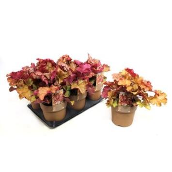 image HEUCHERA