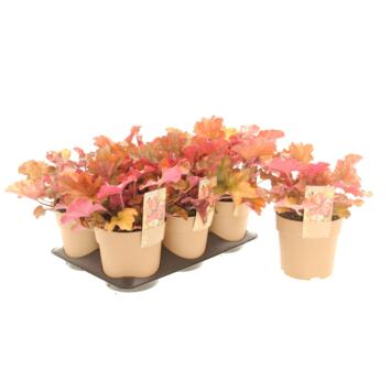 image HEUCHERA