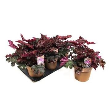 image HEUCHERA PURPLE PETTICOAT