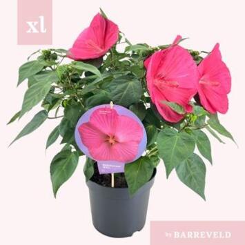 image HIBISCUS MOSCHEUTOS MAGENTA
