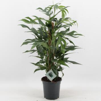 image SCINDAPSUS PINNATUM TM