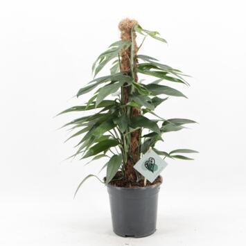 image SCINDAPSUS PINNATUM TM