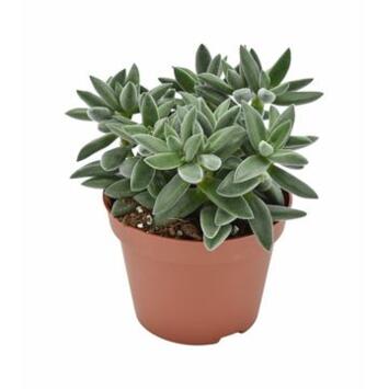 image CRASSULA TARANTULA
