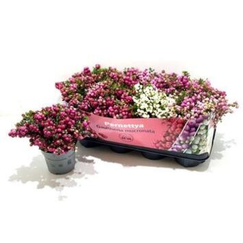 image GAULTHERIA MUCRONATA VARIE