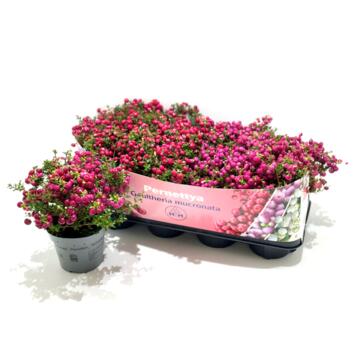 image GAULTHERIA MUCRONATA VARIE