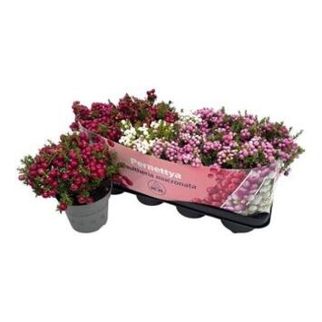 image GAULTHERIA MUCRONATA VARIE