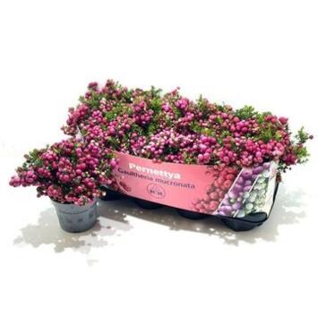 image GAULTHERIA MUCRONATA ROUGE