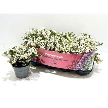 image GAULTHERIA MUCRONATA BLANC