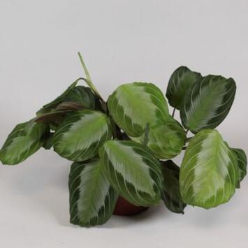 image MARANTA FASCINATOR