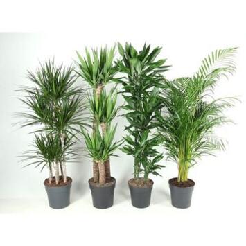 image PLANTE VERTE VARIEE