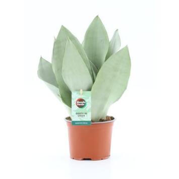 image SANSEVIERIA MOONSHINE