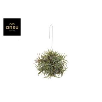 image TILLANDSIA BOULE