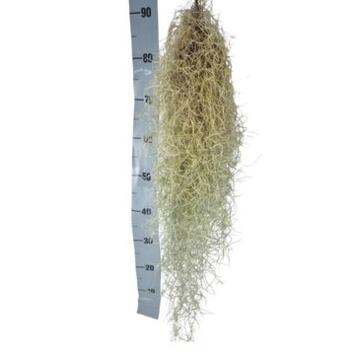 image TILLANDISA USNOIDES 80CM