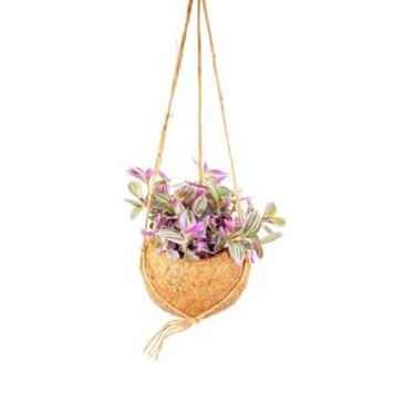 image TRADESCANTIA KOKODAMA