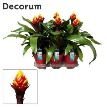 image GUZMANIA CROWN CERAM