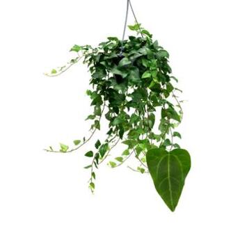 image HEDERA MEIN HERZ SUSP