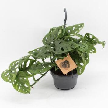 image PHILODENDRON MONSTERA MONKEY SUSP