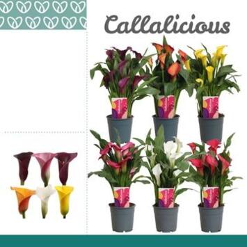 image ARUM COULEUR