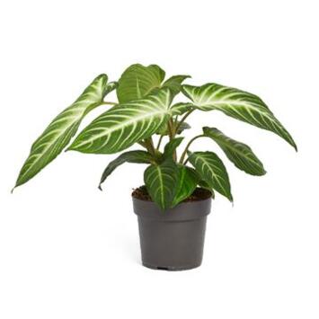 image CALADIUM LINDELII