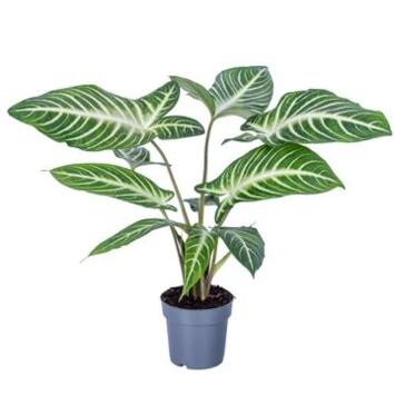 image CALADIUM LINDELII