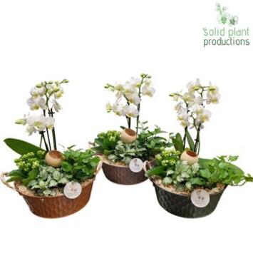 image COMPO PHALAENOPSIS COUPE ZINC