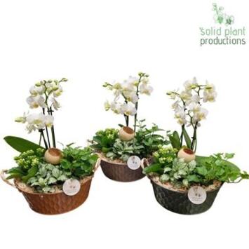 image COMPO PHALAENOPSIS COUPE ZINC