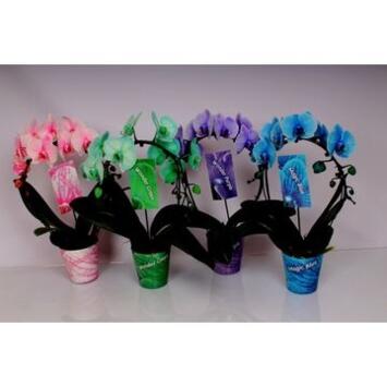 image PHALAENOPSIS 2BR TEINTE ARCEAU