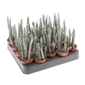 image SENECIO