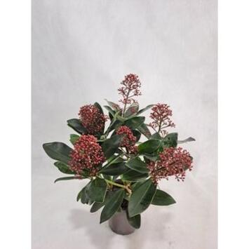 image SKIMMIA JAPONICA