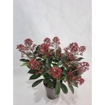 image SKIMMIA JAPONICA