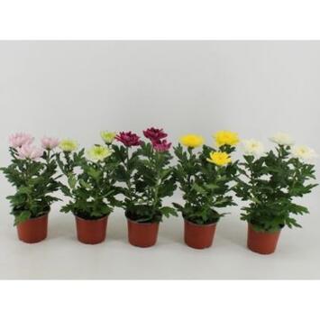 image DENDRANTHEMA 3PP ZEMBLA VARIE