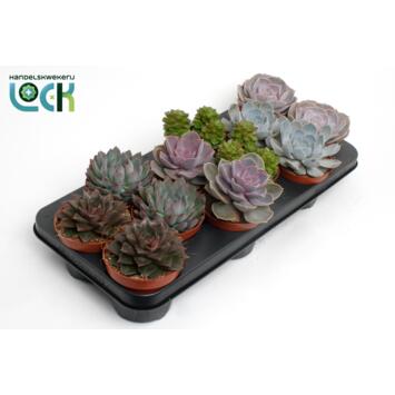 image ECHEVERIA